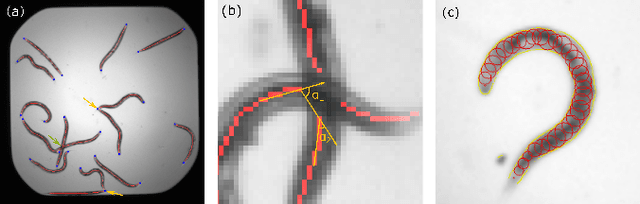 Figure 1 for A CNN Framenwork Based on Line Annotations for Detecting Nematodes in Microscopic Images