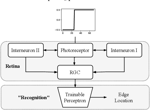Figure 1 for Modeling the Evolution of Retina Neural Network