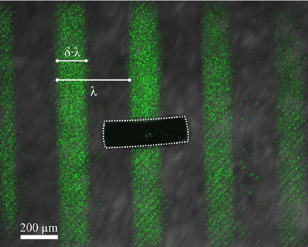 Figure 1 for Gait learning for soft microrobots controlled by light fields