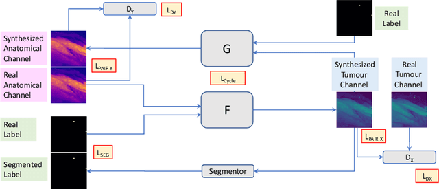 Figure 3 for METGAN: Generative Tumour Inpainting and Modality Synthesis in Light Sheet Microscopy