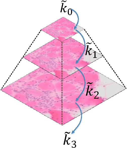 Figure 3 for Microscopic Muscle Image Enhancement