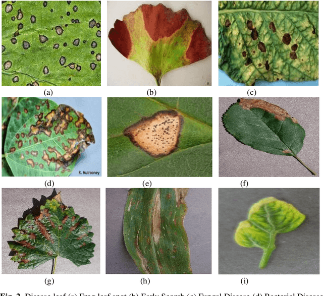 Figure 3 for Improved Neural Network based Plant Diseases Identification