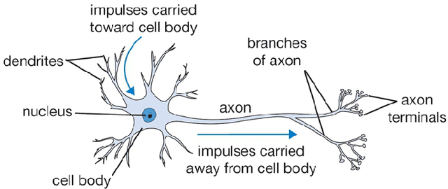 Figure 2 for Neural Network Degeneration and its Relationship to the Brain