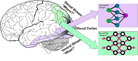 Figure 1 for Ventral-Dorsal Neural Networks: Object Detection via Selective Attention