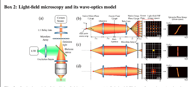 Figure 2 for Light-Field Microscopy for optical imaging of neuronal activity: when model-based methods meet data-driven approaches