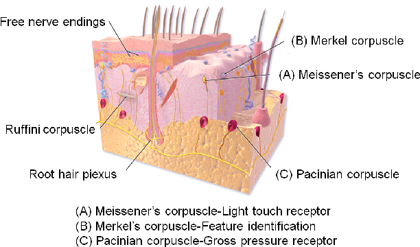 Figure 2 for Development of Soft Tactile Sensor for Force Measurement and Position Detection