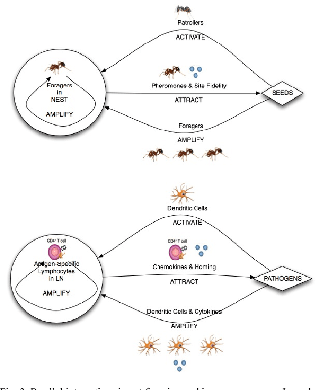 Figure 3 for Biologically Inspired Design Principles for Scalable, Robust, Adaptive, Decentralized Search and Automated Response (RADAR)