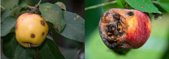 Figure 1 for Semi-Supervised Noisy Student Pre-training on EfficientNet Architectures for Plant Pathology Classification