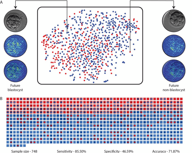 Figure 4 for Deep learning mediated single time-point image-based prediction of embryo developmental outcome at the cleavage stage