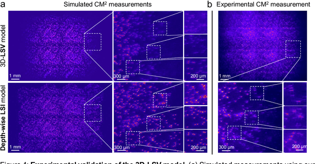 Figure 4 for Computational Miniature Mesoscope V2: A deep learning-augmented miniaturized microscope for single-shot 3D high-resolution fluorescence imaging