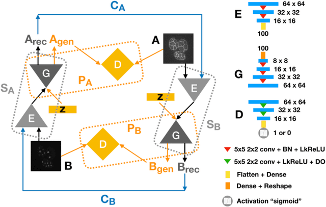 Figure 1 for Geometrically Matched Multi-source Microscopic Image Synthesis Using Bidirectional Adversarial Networks