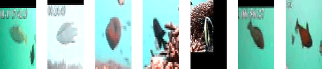 Figure 2 for Marine Animal Classification with Correntropy Loss Based Multi-view Learning