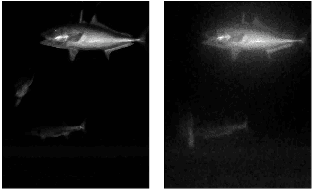 Figure 1 for Marine Animal Classification with Correntropy Loss Based Multi-view Learning