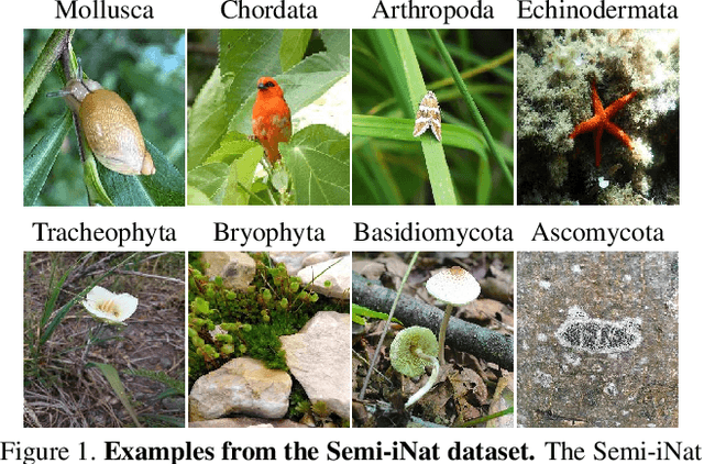 Figure 1 for The Semi-Supervised iNaturalist Challenge at the FGVC8 Workshop