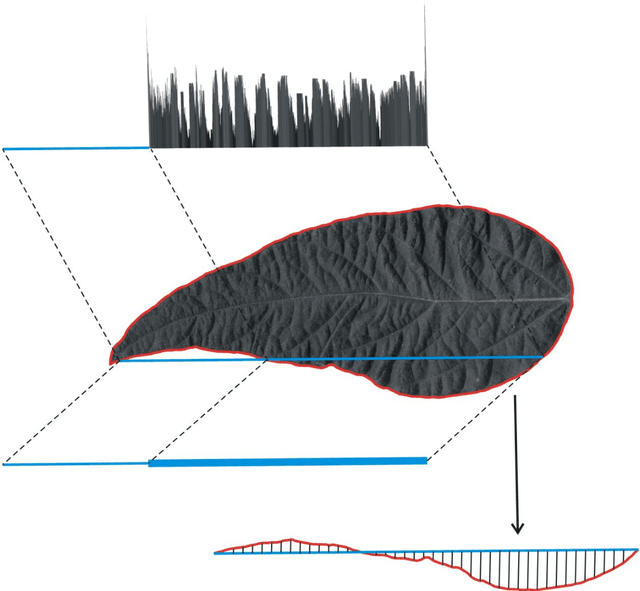 Figure 1 for From Species to Cultivar: Soybean Cultivar Recognition using Multiscale Sliding Chord Matching of Leaf Images
