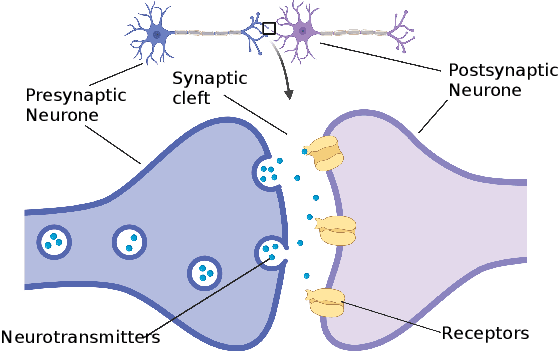 Figure 3 for Transmission Neural Networks: From Virus Spread Models to Neural Networks