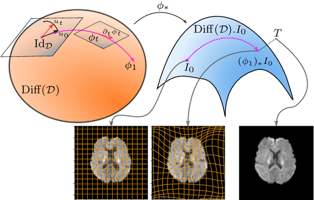 Figure 3 for Moment evolution equations and moment matching for stochastic image EPDiff