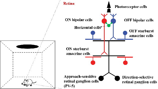 Figure 1 for A Bioinspired Approach-Sensitive Neural Network for Collision Detection in Cluttered and Dynamic Backgrounds