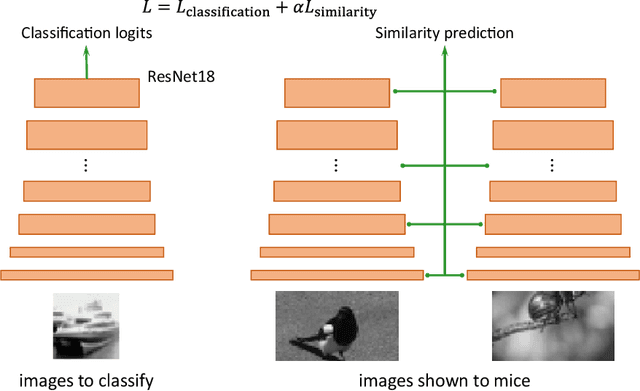Figure 4 for Learning From Brains How to Regularize Machines