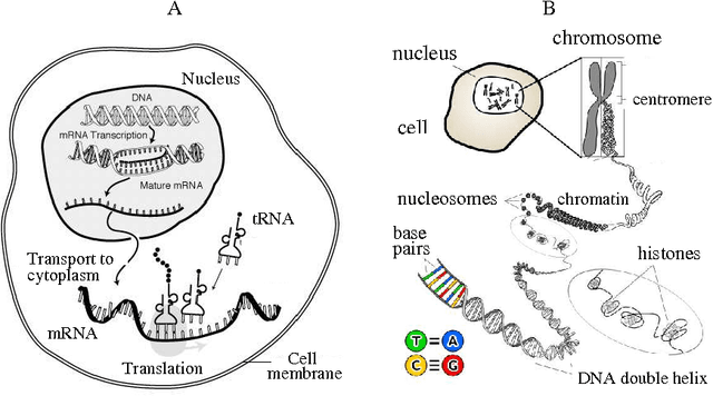 Figure 1 for Probabilistic analysis of the human transcriptome with side information