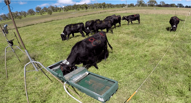 Figure 1 for Animal Behavior Classification via Accelerometry Data and Recurrent Neural Networks