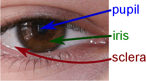 Figure 1 for Verification system based on long-range iris and Graph Siamese Neural Networks