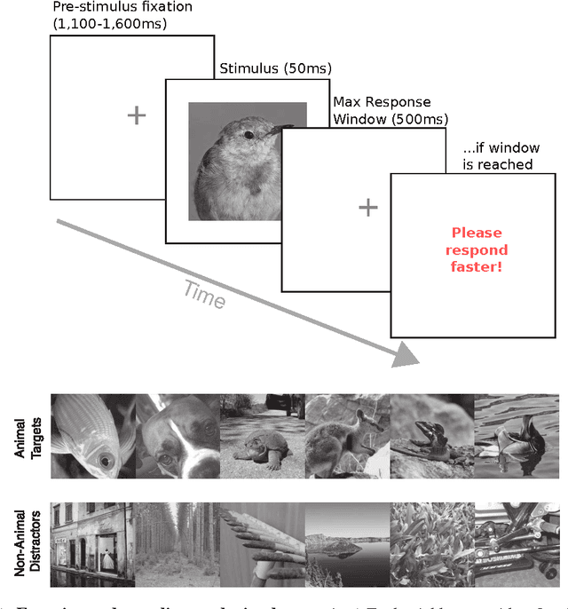Figure 1 for How Deep is the Feature Analysis underlying Rapid Visual Categorization?