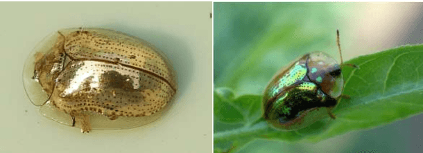 Figure 2 for Golden Tortoise Beetle Optimizer: A Novel Nature-Inspired Meta-heuristic Algorithm for Engineering Problems