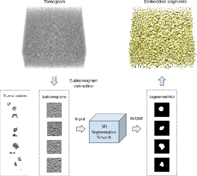 Figure 1 for Deep learning based supervised semantic segmentation of Electron Cryo-Subtomograms