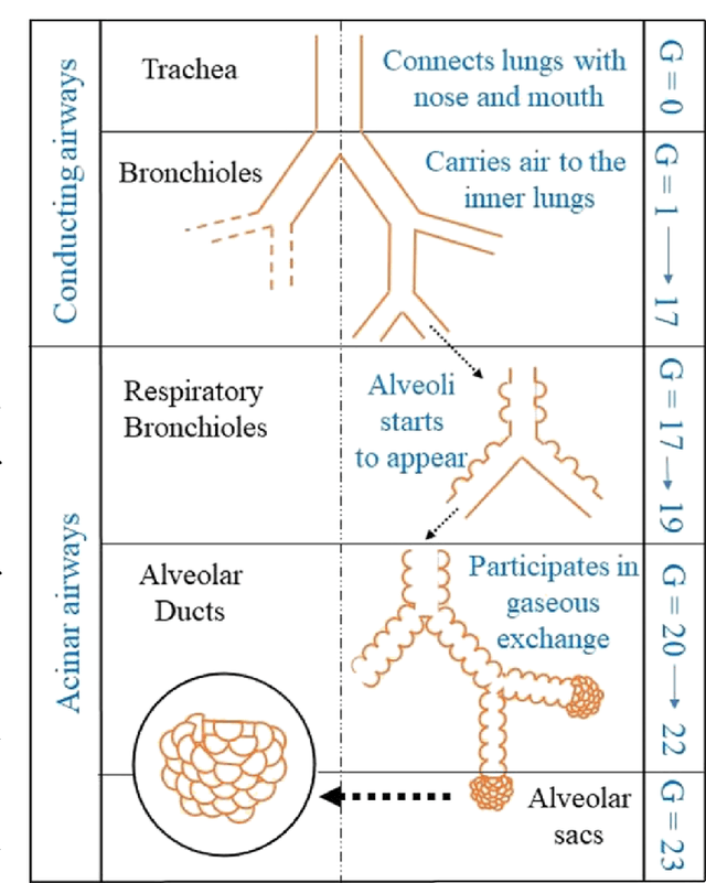 Figure 4 for Patient-specific modelling, simulation and real time processing for respiratory diseases