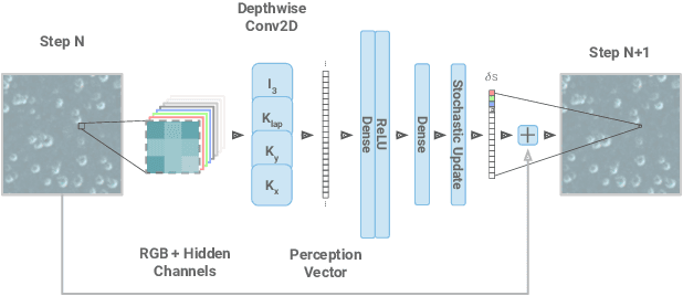 Figure 1 for Texture Generation with Neural Cellular Automata