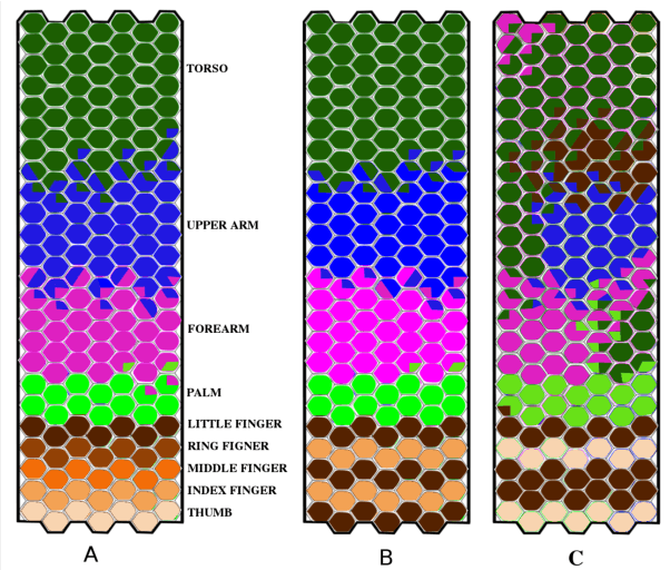 Figure 4 for Where is my forearm? Clustering of body parts from simultaneous tactile and linguistic input using sequential mapping