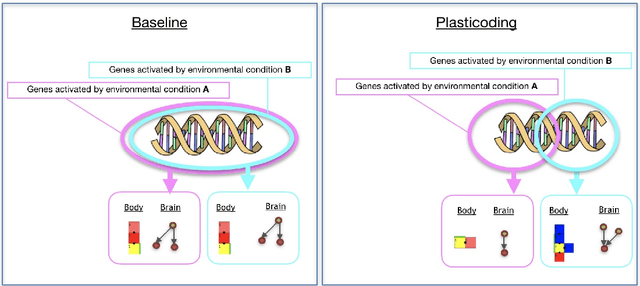 Figure 3 for Environmental regulation using Plasticoding for the evolution of robots