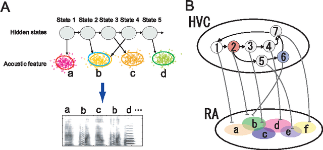 Figure 4 for Complex sequencing rules of birdsong can be explained by simple hidden Markov processes