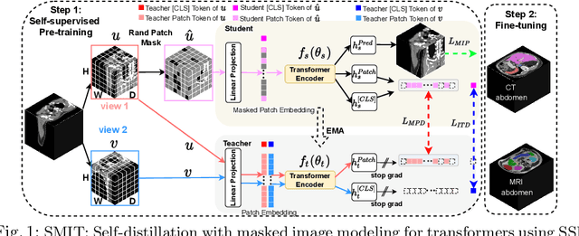 Figure 1 for Self-supervised 3D anatomy segmentation using self-distilled masked image transformer (SMIT)