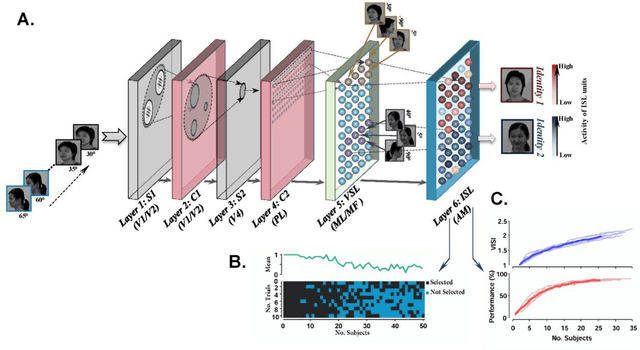 Figure 1 for A specialized face-processing network consistent with the representational geometry of monkey face patches