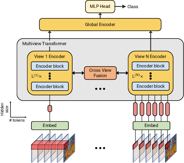 Figure 1 for Multiview Transformers for Video Recognition