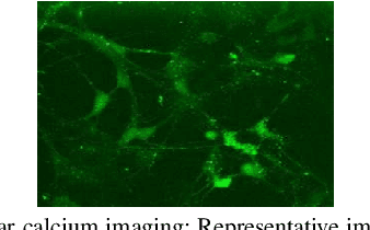 Figure 1 for Heterogeneity in Neuronal Calcium Spike Trains based on Empirical Distance