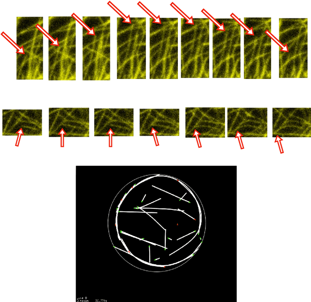 Figure 3 for Prospects for Declarative Mathematical Modeling of Complex Biological Systems