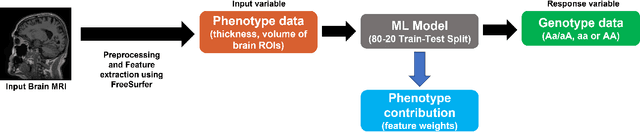 Figure 1 for rfPhen2Gen: A machine learning based association study of brain imaging phenotypes to genotypes