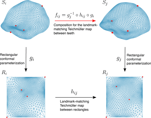 Figure 3 for Tooth morphometry using quasi-conformal theory
