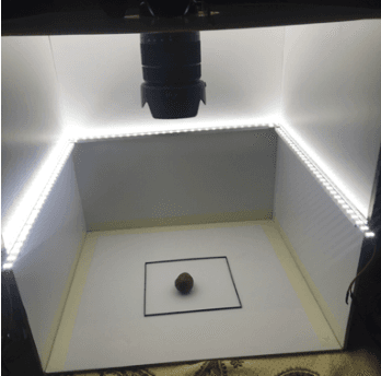 Figure 2 for Classification of jujube fruit based on several pricing factors using machine learning methods
