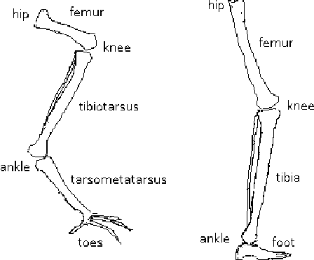 Figure 1 for Exploiting Bird Locomotion Kinematics Data for Robotics Modeling