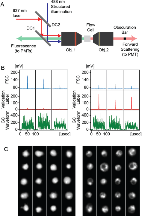 Figure 1 for Use of Ghost Cytometry to Differentiate Cells with Similar Gross Morphologic Characteristics