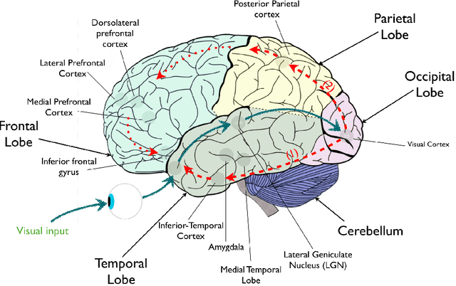 Figure 2 for Modeling the Hallucinating Brain: A Generative Adversarial Framework