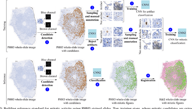 Figure 3 for Whole-Slide Mitosis Detection in H&E Breast Histology Using PHH3 as a Reference to Train Distilled Stain-Invariant Convolutional Networks