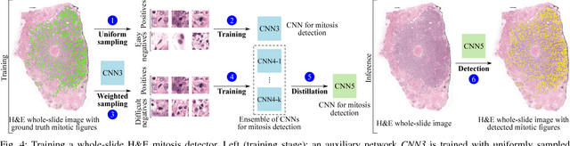 Figure 4 for Whole-Slide Mitosis Detection in H&E Breast Histology Using PHH3 as a Reference to Train Distilled Stain-Invariant Convolutional Networks
