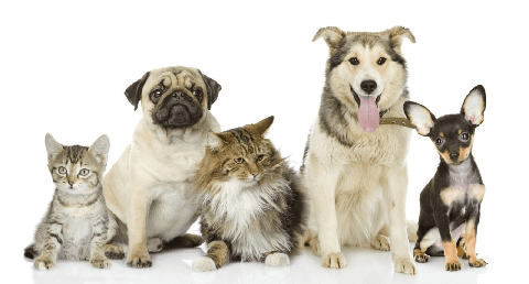 Figure 1 for Be Precise or Fuzzy: Learning the Meaning of Cardinals and Quantifiers from Vision