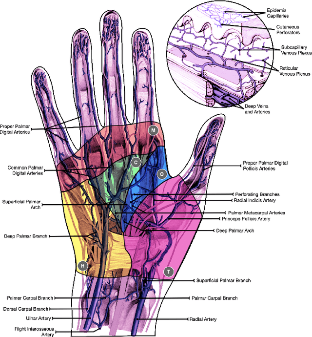 Figure 1 for Towards the Generation of Synthetic Images of Palm Vein Patterns: A Review