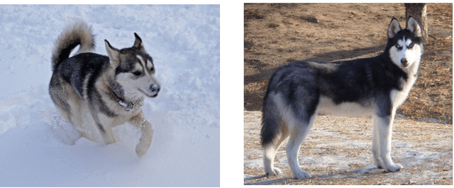 Figure 1 for Going Deeper with Convolutions